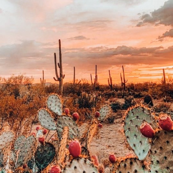 STOP Below was SOLD 🐬🐬🐬 - Picture 3 of 5